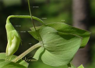  Young Flower